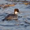 Smew